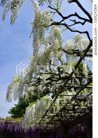 Toba no Wisteria Shirobanafuji (Noda Fuji) 58924364