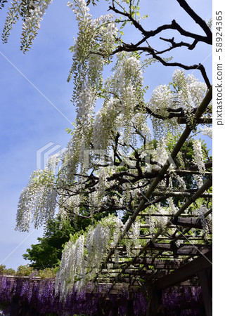 Toba no Wisteria Shirobanafuji (Noda Fuji) 58924365