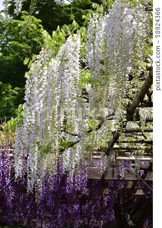 Toba no Wisteria Shirobanafuji (Noda Fuji) Toba no Wisteria Shirobanafuji (Noda Fuji) 58924366