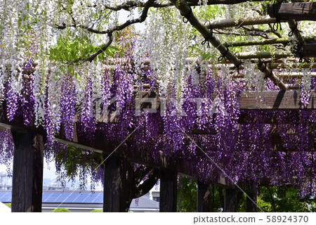 鳥羽紫藤Shirobanafuji(Noda Fuji) 鳥羽紫藤Shirobanafuji(Noda Fuji) 58924370