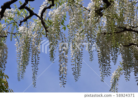 Toba no Wisteria Shirobanafuji (Noda Fuji) 58924371