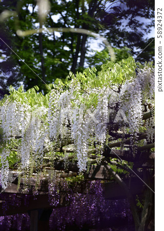 Toba no Wisteria Shirobanafuji (Noda Fuji) 58924372