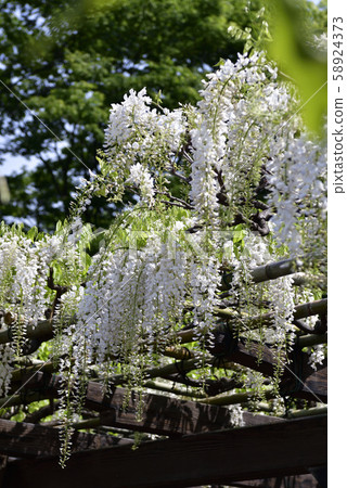 Toba no Wisteria Shirobanafuji (Noda Fuji) 58924373