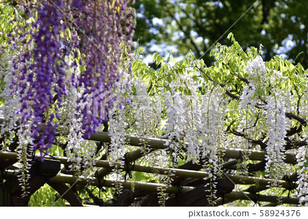 Toba no Wisteria Shirobanafuji (Noda Fuji) Toba no Wisteria Shirobanafuji (Noda Fuji) 58924376