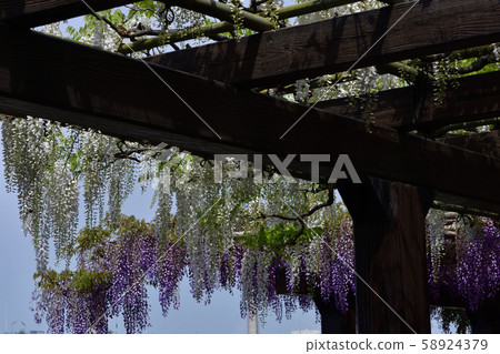 Toba no Wisteria Shirobanafuji (Noda Fuji) Toba no Wisteria Shirobanafuji (Noda Fuji) 58924379