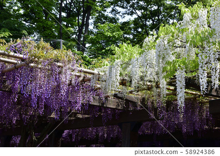 Toba no wisteria Nodafuji (white and purple) Toba no wisteria Nodafuji (white and purple) 58924386