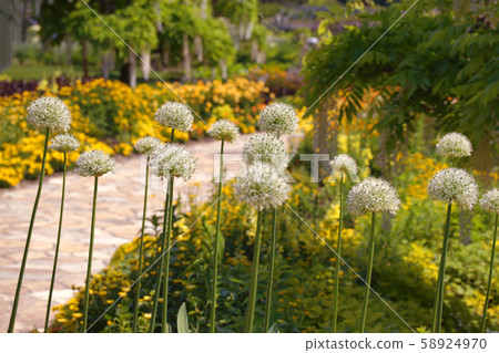 Allium 58924970