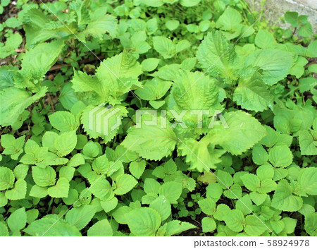 我們的花壇是有機的紫蘇葉田 我們的花壇是有機的紫蘇葉田 58924978