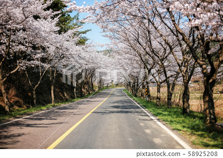 Cherry blossoms 58925208