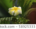 Plumeria 58925333