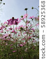 Fall cherry tree 58925368