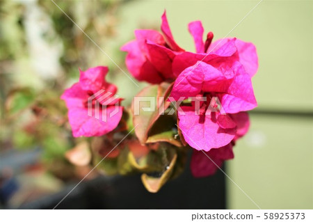熱帶花卉九重葛 熱帶花卉九重葛 58925373