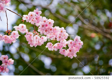 大悟寺的陽光櫻花 大悟寺的陽光櫻花 58925592