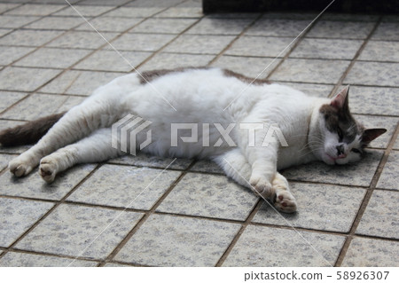 Cat Cat 58926307
