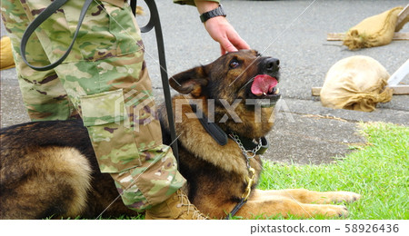 軍犬 58926436