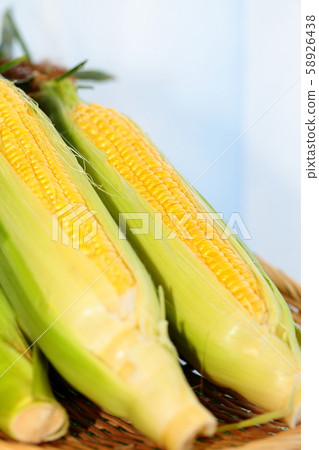 corn corn 58926438