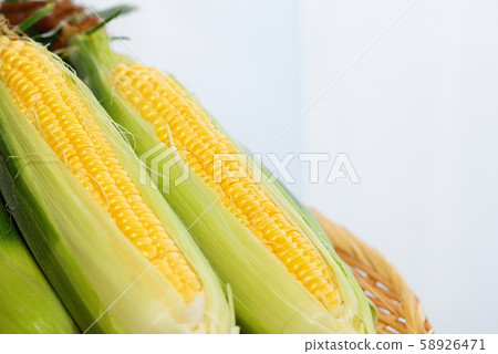 玉米 58926471