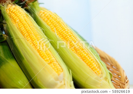 玉米 玉米 58926619