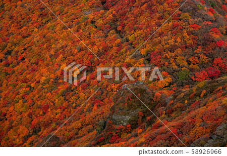 《Kuju Mountain Range, Oita Prefecture》 Autumn leaves on the mountain trail of Ofunayama 《Kuju Mountain Range, Oita Prefecture》 Autumn leaves on the mountain trail of Ofunayama 58926966