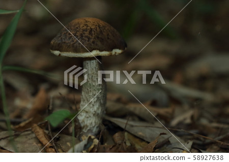 天然蘑菇Sumizomeyamaguchi和傘的不平坦表面上都有黑色污漬，但這是“墨水染色”的起源嗎？ 58927638