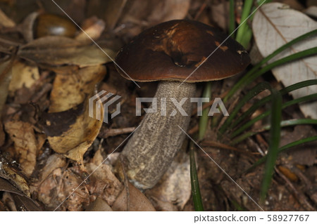 它似乎發生在自然脊，山口住水和山口朋友的一個相對較低的區域。這是關東平原 58927767