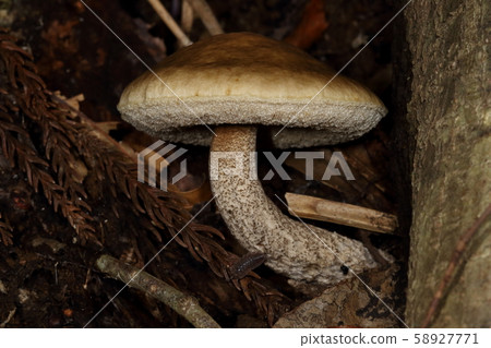 看起來它會出現在具有很多自然成分的灌木叢的表面上。 58927771