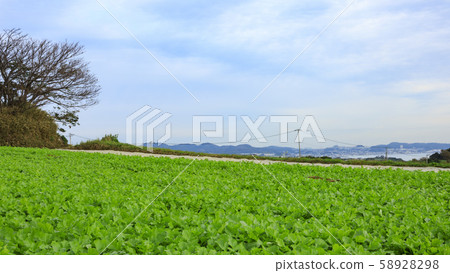 Radish field 58928298