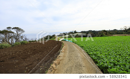 Radish field Radish field 58928341
