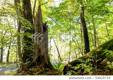 桂樹，十和田湖，秋天 58928719