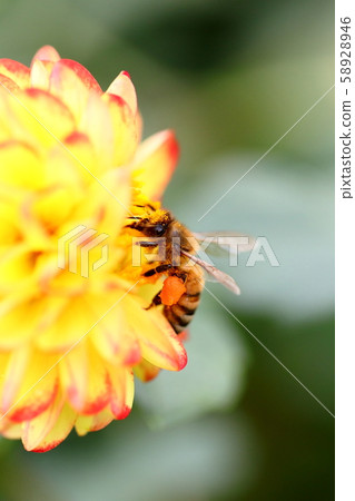 大麗花 大麗花 58928946