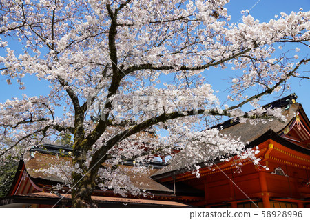Fujinomiya Asama Taisha 58928996