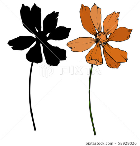 Vector Cosmos floral botanical flowers. Black and white engraved ink art. Isolated cosmea Vector Cosmos floral botanical flowers. Black and white engraved ink art. Isolated cosmea 58929026