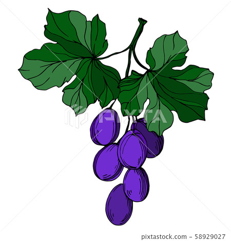 Vector Grape berry healthy food. Black and white engraved ink art. Isolated grape illustration Vector Grape berry healthy food. Black and white engraved ink art. Isolated grape illustration 58929027