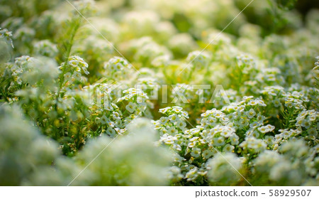 Flowers are alyssum close-up Flowers are alyssum close-up 58929507
