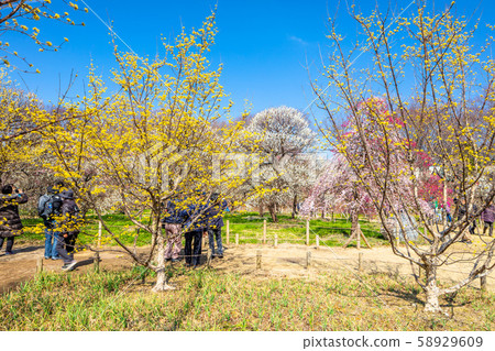 Plum forest of forest museum in Tokyo Fuchu district Plum forest of forest museum in Tokyo Fuchu district 58929609