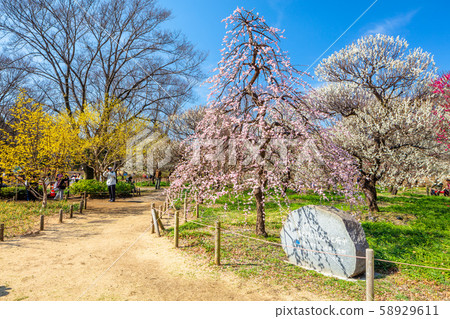 Plum forest of forest museum in Tokyo Fuchu district 58929611
