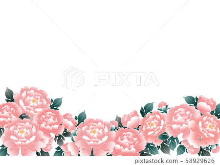 Peony flower illustration 3 58929626
