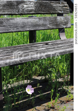 舊長凳和野花[B 6-3] 58929853