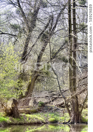 swamp scene in South West Poland swamp scene in South West Poland 58929889