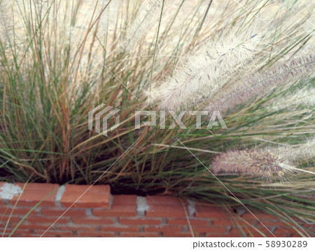 green grass field natural background green grass field natural background 58930289