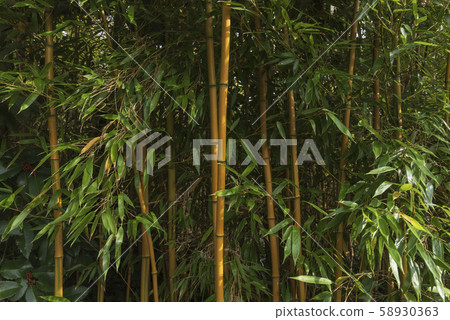 Bamboo rainforest. Bamboo plant. Bamboo trees in wood . Nature background Bamboo rainforest. Bamboo plant. Bamboo trees in wood . Nature background 58930363