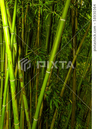 Bamboo rainforest. Bamboo plant. Bamboo trees in wood . Nature background Bamboo rainforest. Bamboo plant. Bamboo trees in wood . Nature background 58930364