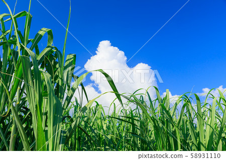 Miyakojima_sugarcane field Miyakojima_sugarcane field 58931110