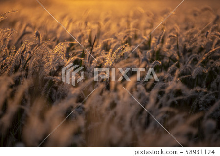 White dry autumn grass on meadow Close-Up White dry autumn grass on meadow Close-Up 58931124