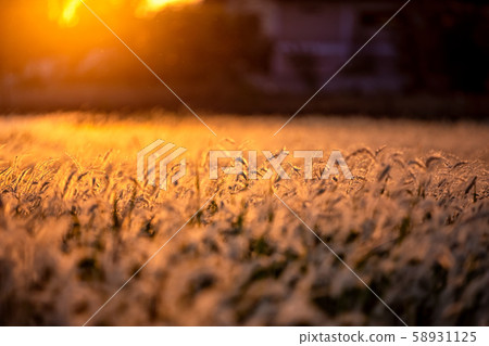 White dry autumn grass on meadow Close-Up White dry autumn grass on meadow Close-Up 58931125