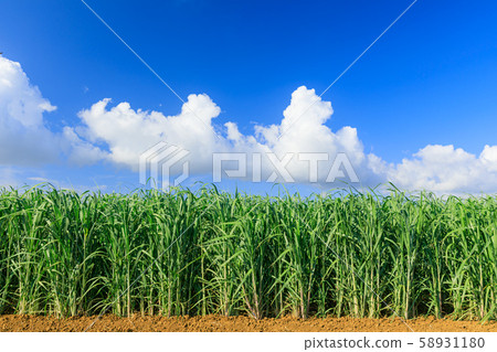 宮古島_甘蔗田 58931180