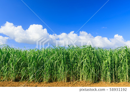 Miyakojima_sugarcane field 58931192