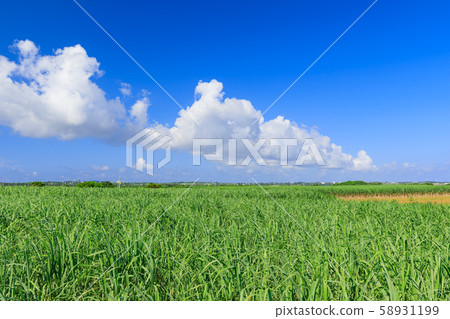 Miyakojima_sugarcane field Miyakojima_sugarcane field 58931199