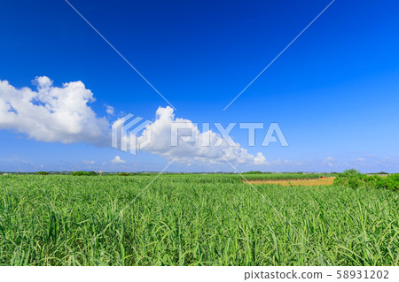 Miyakojima_sugarcane field Miyakojima_sugarcane field 58931202