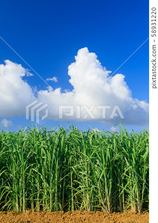 Miyakojima_sugarcane field Miyakojima_sugarcane field 58931220